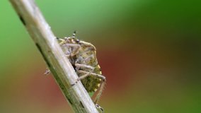 Hairy Shieldbug in his environment. His Latin name is Dolycoris baccarum.