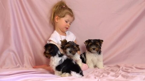 A child plays with puppies. A girl with a ponytail and three dogs. Beaver York. High quality FullHD footage