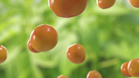 Grapefruits Falling Down with Water Drops in Super Slow Motion on Natural Background. Endless Seamless Loop 3D Animation