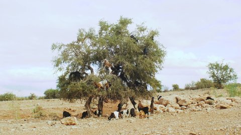 Close-up of flock of goats in an argan tree eating the argan nuts, Tree Climbing Goats In Morocco, A group of goats is sitting in a Argan Tree eating from the branches in Morocco, 4k