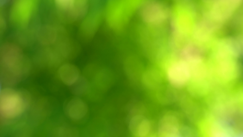 Beautiful sunny green leaves abstarct 4k video background.