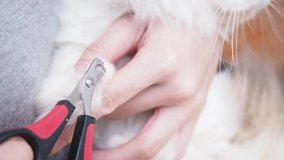 calico brown Persian cat getting nail cut by owner. Woman clipping cat nails with nail clippers.