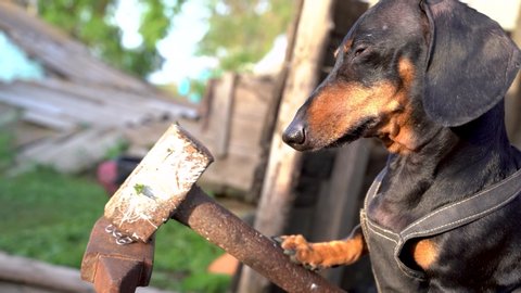 Funny black and tan dachshund hits the anvil with a large hammer, forging a metal chain. Humor concept of dog the blacksmith.