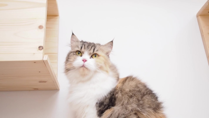 brown calico persian cat cleaning body by licking. cat on wooden step shelf. cat box room.