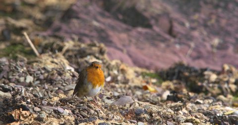 Robin bird spots a flying insect and pounces to catch in beak eating food