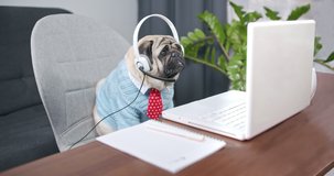 Pug dog wearing headset to video call on laptop. Pet businessman webinar speaker streaming live web training.  service support manager speaking to distance customer in webcam chat. Call center agent