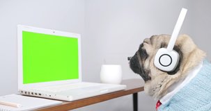 Pug dog in headset making video call on laptop. Pet businessman webinar speaker streaming live web training.  service support manager speaking to distance customer in webcam chat. Call center agent
