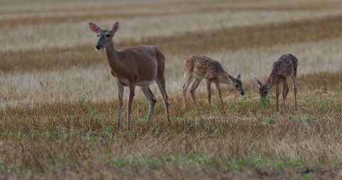 White tailed deer with twin fawns grazing in a field
