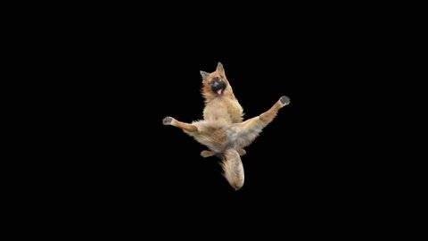 Dogs Dance, 3d rendering, Animation Loop, Included in the end of the clip With Alpha matte.