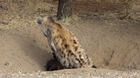 A spotted hyena (Crocuta crocuta) at her den with young pups, Kruger National Park, South Africa