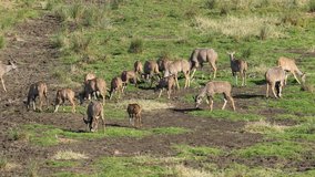 Kudu antelopes (Tragelaphus strepsiceros) foraging in natural habitat, Kruger National Park, South Africa