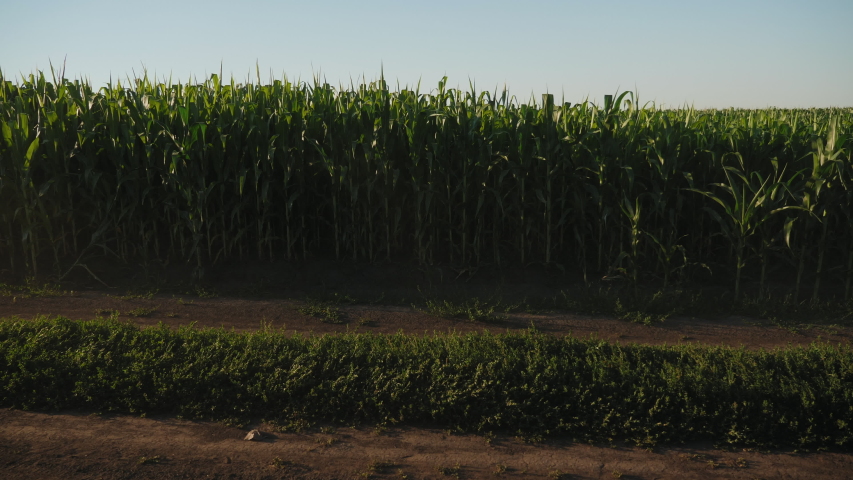 Farmer man with digital tablet in hand walks along a dirt road between agricultural fields of sunflower and corn at sunset, slow motion. Harvest inspection Royalty-Free Stock Footage #1056053285