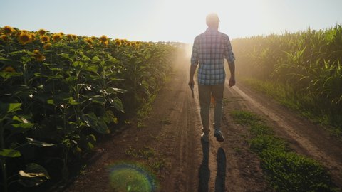 Farmer man with digital tablet in hand walks along a dirt road between agricultural fields of sunflower and corn at sunset, slow motion. Harvest inspection