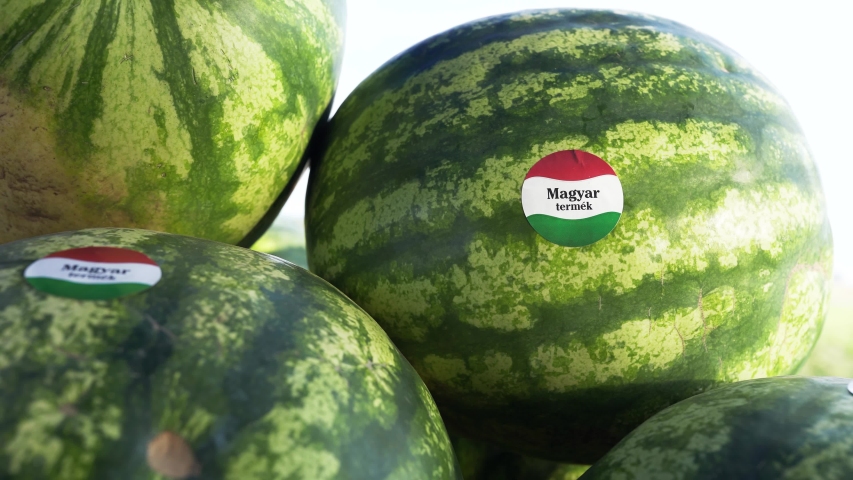 Watermelon growing on farmland. Translation on the information sticker: "Hungarian product".