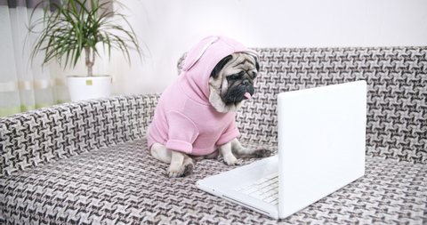 Cute pug dog dressed in funny costume watching interesting engaging content, media, movie with laptop, notebook at home. 