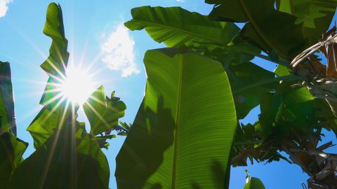 low angle of green banana leaf with sunlight shining through the leaf with the rays and the wind blowing on blue sky