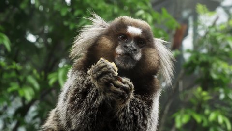 Small Monkey popularly in the Bosque da Barra, Rio De Janeiro,Brazil.