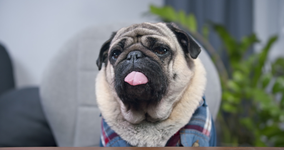 Funny pug dog dressed in a shirt. Looking at camera, making online video call or recording vlog to webcam at home, office. Pug dog with pretty face. Portrait. Funny tongue. Watching attentively Royalty-Free Stock Footage #1056059909