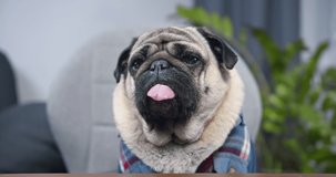 Funny pug dog dressed in a shirt. Looking at camera, making online video call or recording vlog to webcam at home, office. Pug dog with pretty face. Portrait. Funny tongue. Watching attentively