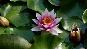 A woman is touching a lotus in the pond. A woman holds a lotus in her hands. Big beautiful pink flower close-up on a bright sunny day meditation.
 
