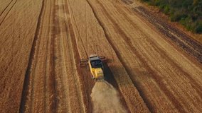 Aerial drone view: combine harvesters working in wheat field on sunset. Harvesting machine driver cutting crop in farmland. Organic farming. Agriculture theme, harvesting season. Quadcopter video.