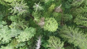 view of the green forest from above, aerial  video. High quality 4k footage