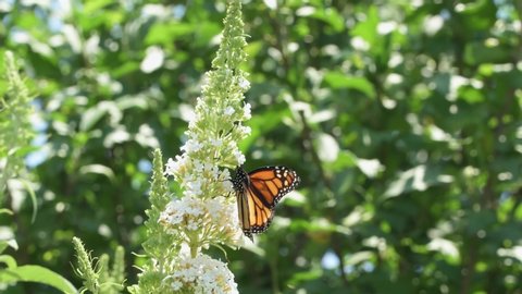 Monarch butterfly on white flower cluster of a Butterfly bush, feeding on nectar and pollinating the flower as it flutters around the plant