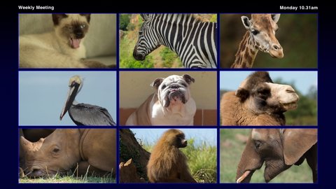 Footage of a group of different animals in online virtual remote business meeting