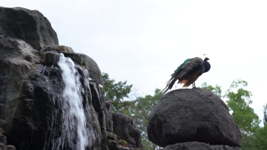 
falling waterfall from the rock and on the stone sits a wild colored peacock.
the water falls from the rock and the bird stands on the stone above
