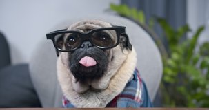 Portrait of funny pug dog dressed in shirt and glasses. Successful freelance programmer. Looking at camera, making online video call or recording vlog to webcam. Pug dog with pretty face. POV