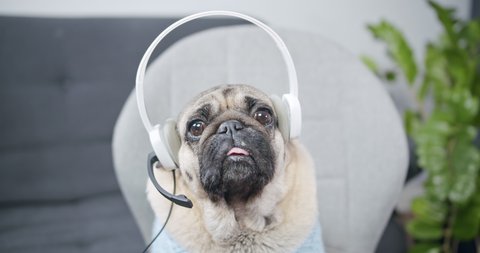 Funny business pug dog wear headset. Video conference calling on laptop computer talk by webcam in online chat, customer support service and distance online teaching. Live video online stream. POV