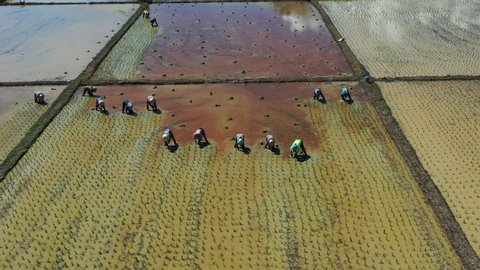 Aerial view of group traditional farmer planting rice on a field.