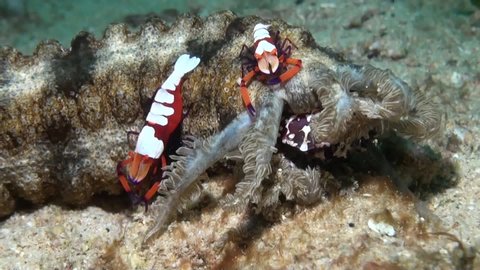 Two Emperor Shrimps (Periclimenes imperator) and Harlequin Crab (Lissocarcinus orbicularis) on Sea Cucumber - Close Up