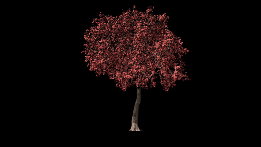 Acer Tree timelapse growing, Luma Matte attached | Shutterstock HD Video #1056078725