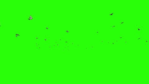 Pigeons flying in slow motion, Green Screen Chromakey