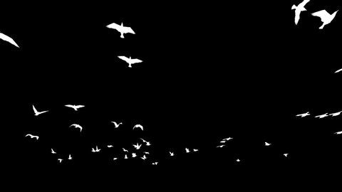Seagulls silhouettes flying in slow motion