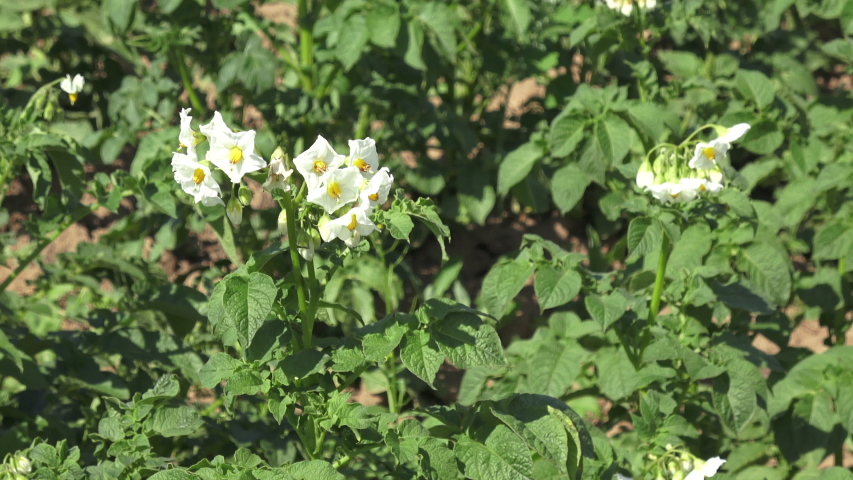 White flowers in potato field