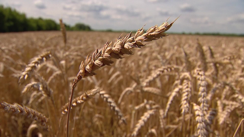 wheat ear, close-up. a field of golden wheat under the open summer sky