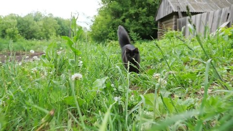black cat with an unmatched tail runs in the green grass slow motion.