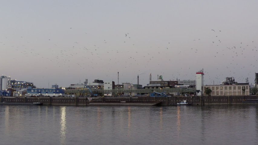 Flock of seagulls flying above industrial Rhine River harbor at dusk in Germany.