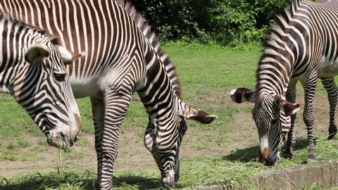 Very rare species of zebra - Grevy's zebra. The Imperial Zebra eats today's lunch in the form of hay and grass. Using the mane, he tries to get all the flies away. zebra is considered to be endangered