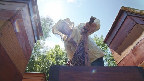 Cautious young man apiarist removing a honeycomb with bees for examination. Experienced beekeeper. Apiculture business. Nature production.