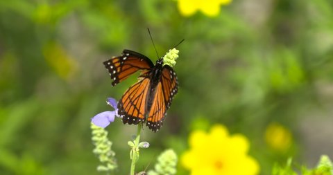 broken wing viceroy monarch flower