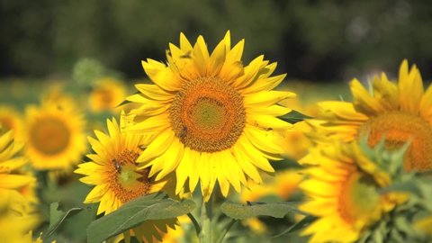 sunflower field head on green background
