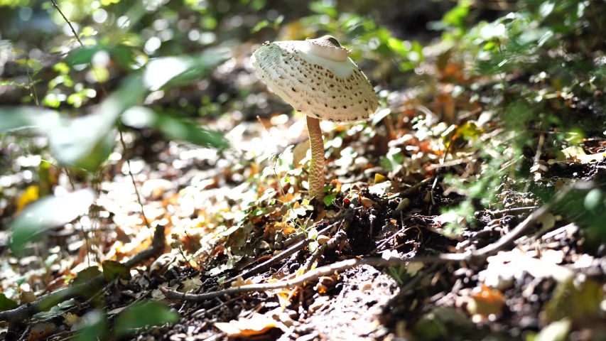 Lepiota Mushroom in the Grass 스톡 동영상 비디오(100% 로열티 프리) 1056101789 | Shutterstock