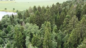 view of the green forest from above, aerial video. High quality 4k footage