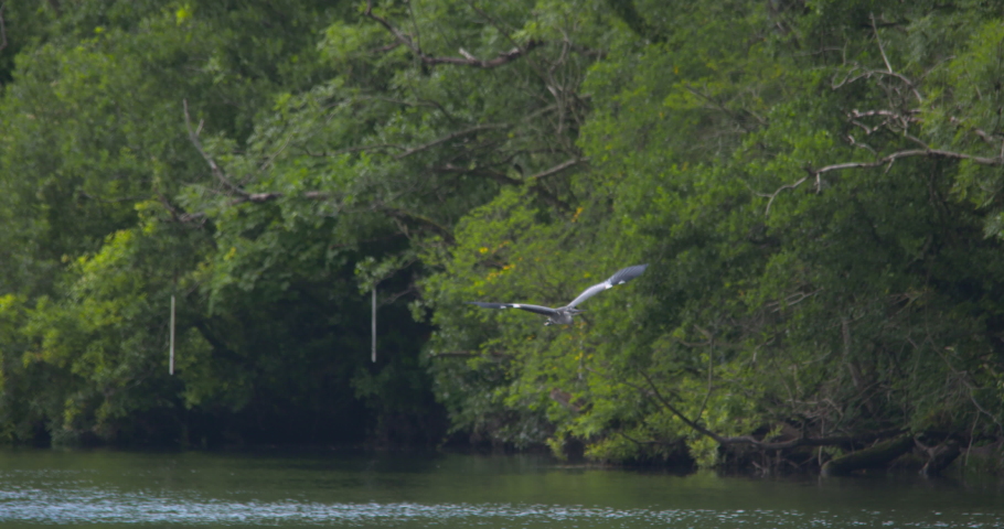 Grey Heron river bird flying over water and landing near shore