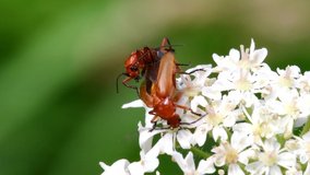 Pair of Soldier Beetle in copulation. Their Latin name is Cantharis livida.
