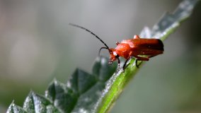 Close Up movie of Soldier Beetle on a leaf. His Latin name is Cantharis livida.