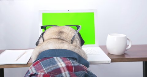 Funny business pug dog entrepreneur with laptop working in the office. Cute dog professional using computer sitting at home office desk. Busy pet worker freelancer working with notebook. Green screen